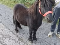 Cavalo, Cavalos — foto 1