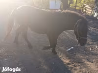Horse (M), Horses — photo 4