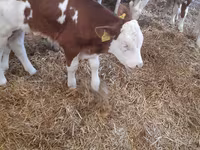 Cattle (batch, sex not specified), Simmental cattle — photo 1