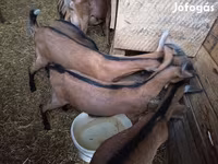 Cabro, Alpine goat — foto 4