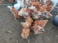 Chickens — zdjęcie 1