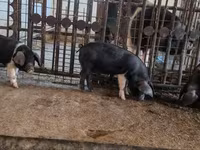 मादा सूअर, सूअर — फ़ोटो 6