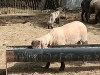 Carneiro, White Suffolk sheep — foto 2