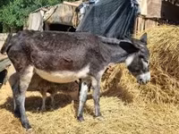 Madyan, Atlar — foto 4