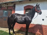 At, Nonius horse — foto 5