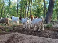 Jarac, Boer goat — fotografija 5