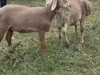Brebis, Arashan sheep — photo 2