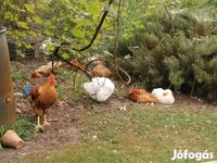 Chickens — fotografija 4