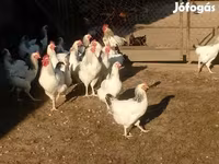 Chickens — Foto 2