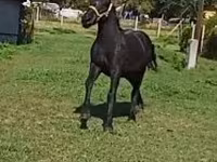 Mare, Horses — photo 4