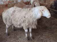Ovca, West-Siberian mutton sheep — fotografija 1