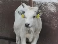 Sigir, Vengercha kulrang zot — 1-rasm