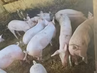 Қабан, Шошқалар — 1-сурет