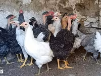 Chickens — fotografija 1