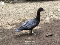 Ducks — फ़ोटो 4