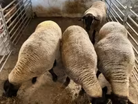 Oveja, White Suffolk sheep — foto 6