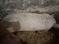 Locha — zdjęcie 2