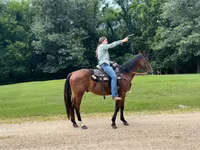 At, Quarter Horse — foto 7