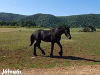 घोड़ा, Friesian — फ़ोटो 2