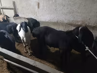 Baran, Owce — zdjęcie 5
