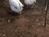 Geese — fotografija 1