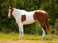 Horse (M), American paint horse — photo 5