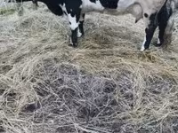 Krowa, Russian Black pied cattle — zdjęcie 4
