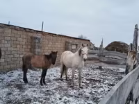 Kobyła, Konie — zdjęcie 1