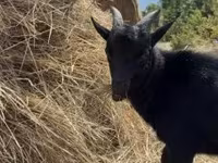 公山羊, Dutch Landrace goats — 照片 4