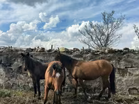 Madyan, Atlar — foto 4