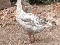 Geese — Foto 6