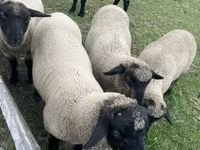 Widder, White Suffolk sheep — Foto 2