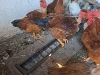 Chickens — Foto 1