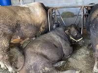 Bik, Swiss cattle — fotografija 7