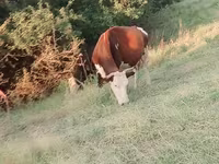 母牛, Latvian Blue cattle — 照片 3