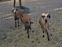मेढ़ा, Cameroon sheep — फ़ोटो 2