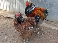 Brahma — Foto 5