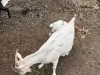 Kozy (partia, płeć nieokreślona), Kozy — zdjęcie 5