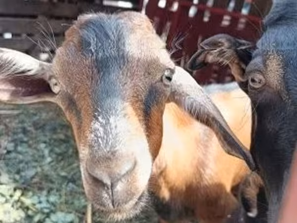 Koza, Kozy