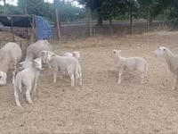 Brebis, Moutons — photo 2