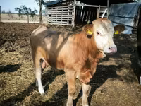 公牛, Limousin cow — 照片 1