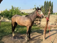 At, Atlar — foto 2