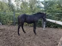 Cavalo, Cavalos — foto 5