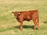 Touro, Aberdeen-Angus — foto 2