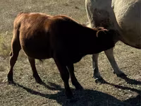 Touro, Vaca vermelha sem chifres — foto 6