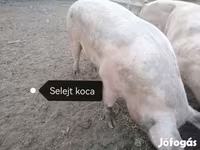 Säue, Пьетрен — Foto 7