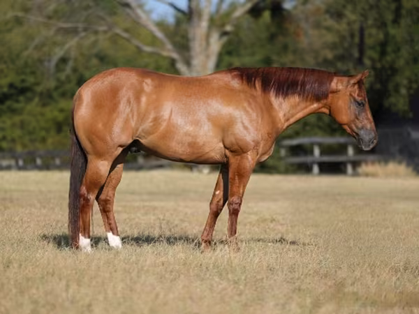 Кінь, Quarter Horse