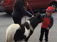 Pastuv, Miniature horse — fotografija 7