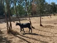 Cabra, Nubian Goat — foto 4
