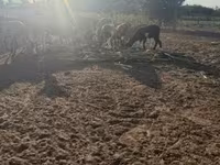 Қошқар, Cameroon sheep — 4-сурет